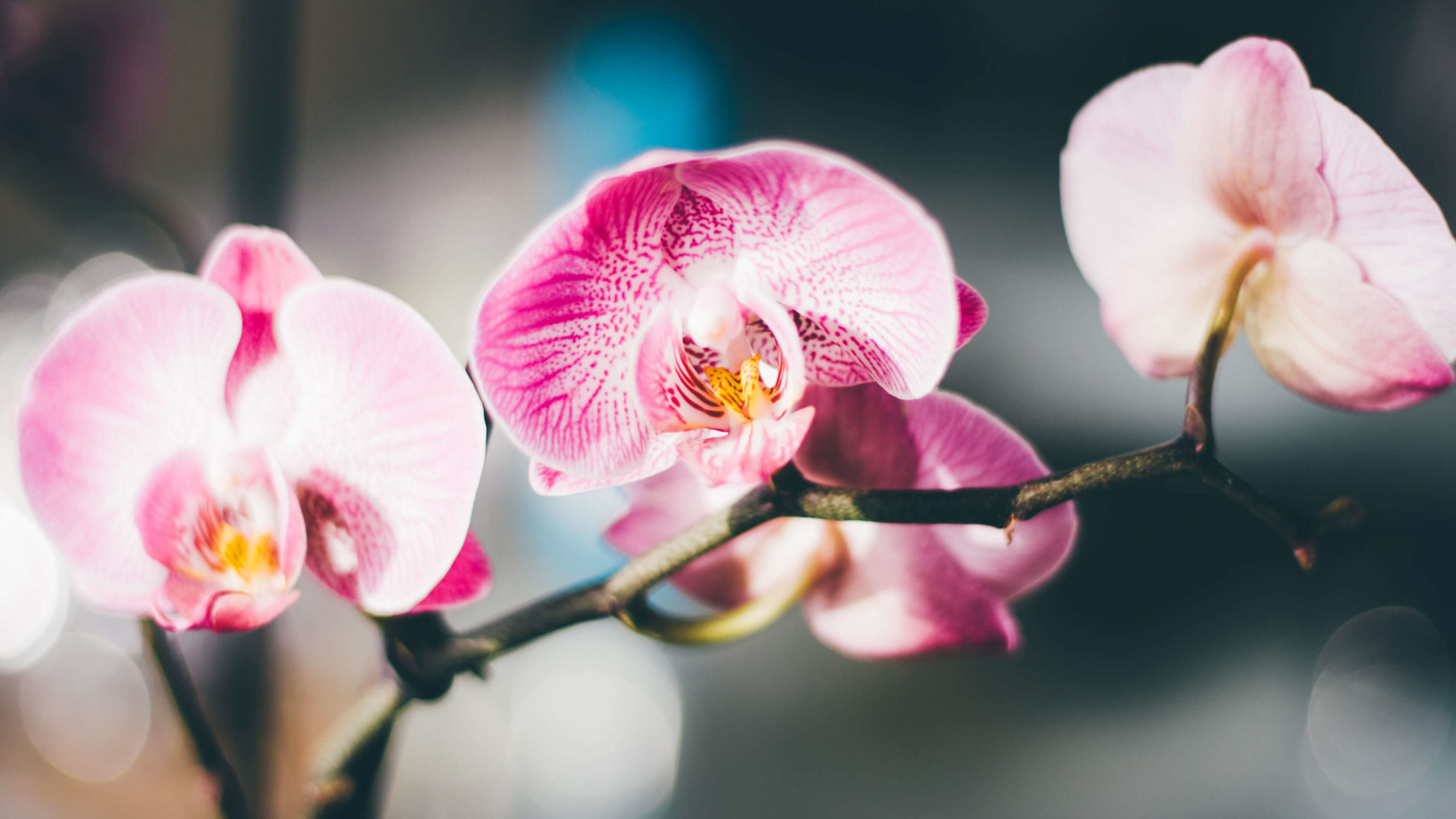 Vita Piante e Fiori - Novità ⚡️ Orchidea Phalaenopsis Orange