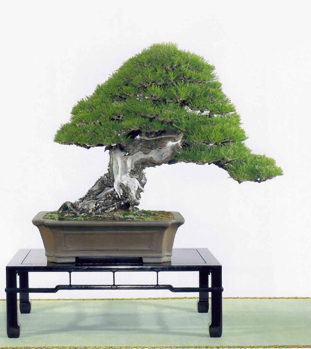 Maschile e femminile nel bonsai - Foto 1
